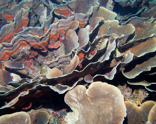 Montipora florida