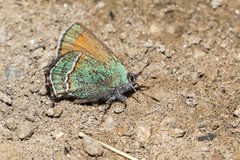 Callophrys mcfarlandi