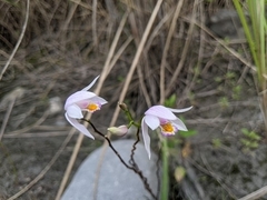 Bletilla formosana