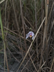Bletilla formosana