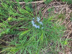 Amsonia hubrichtii