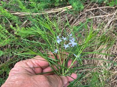 Amsonia hubrichtii