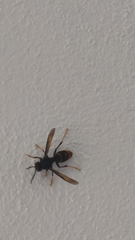 Vespa velutina