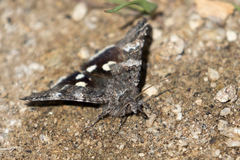 Litocala sexsignata
