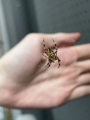 Araneus diadematus
