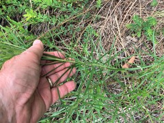 Amsonia hubrichtii