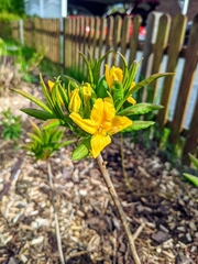 Rhododendron luteum