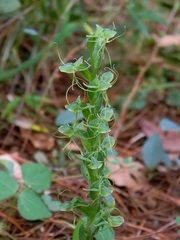 Habenaria rosulifolia