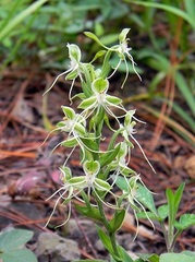 Habenaria crassicornis
