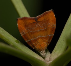 Choreutis achyrodes