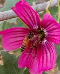 Malva assurgentiflora