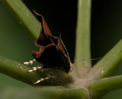 Choreutis achyrodes
