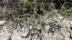 Forestiera phillyreoides