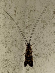 Macrostemum carolina