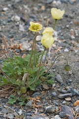 Papaver mcconnellii
