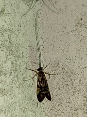 Macrostemum carolina