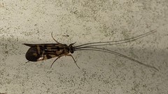 Macrostemum carolina