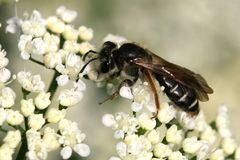 Andrena chrysosceles