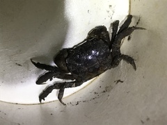 Pseudohelice subquadrata