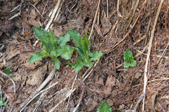 Senecio triangularis