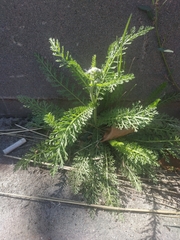 Achillea millefolium