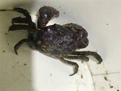 Pseudohelice subquadrata