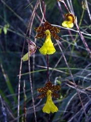 Oncidium graminifolium