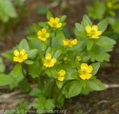 Ranunculus eschscholtzii