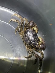 Pseudohelice subquadrata