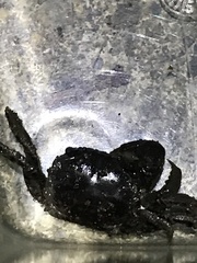 Pseudohelice subquadrata