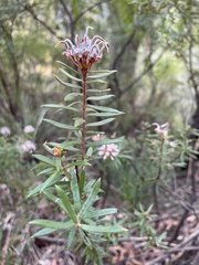Grevillea phylicoides
