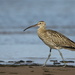 Eurasian Curlew - Photo (c) alexey_nesmelov, some rights reserved (CC BY-NC)