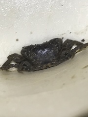 Pseudohelice subquadrata