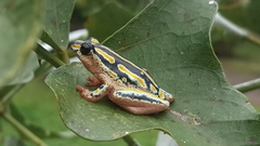 Hyperolius marmoratus taeniatus