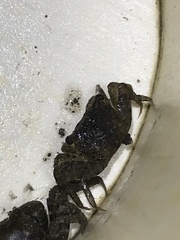 Pseudohelice subquadrata