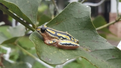 Hyperolius marmoratus taeniatus