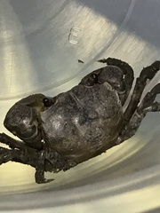 Pseudohelice subquadrata