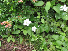 Anemonastrum deltoideum