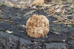 Artomyces microsporus