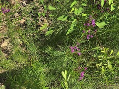Vernonia lettermannii