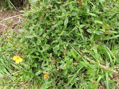 Cistus lasianthus alyssoides
