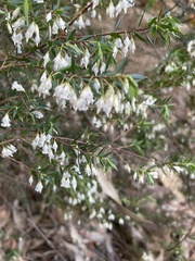 Styphelia setigera