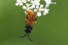 Arge cyanocrocea
