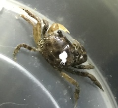 Pseudohelice subquadrata