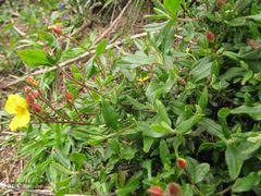 Cistus lasianthus alyssoides