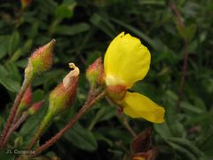Cistus lasianthus alyssoides