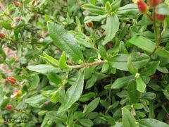 Cistus lasianthus alyssoides