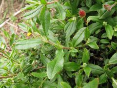 Cistus lasianthus alyssoides