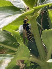Polistes