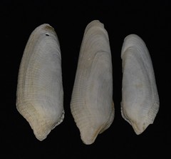 Pholas dactylus image